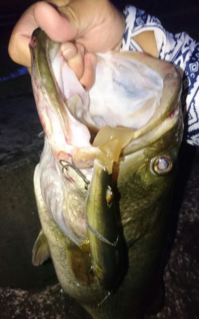 瀬田川オカッパリ レプリケーターでヨレを直撃 3kgオーバー捕獲 友蔵freedom 気ままにバス釣りlife 瀬田川オカッパリ レプリケーターでヨレを直撃 3kgオーバー捕獲 友蔵freedom 気ままにバス釣りlife