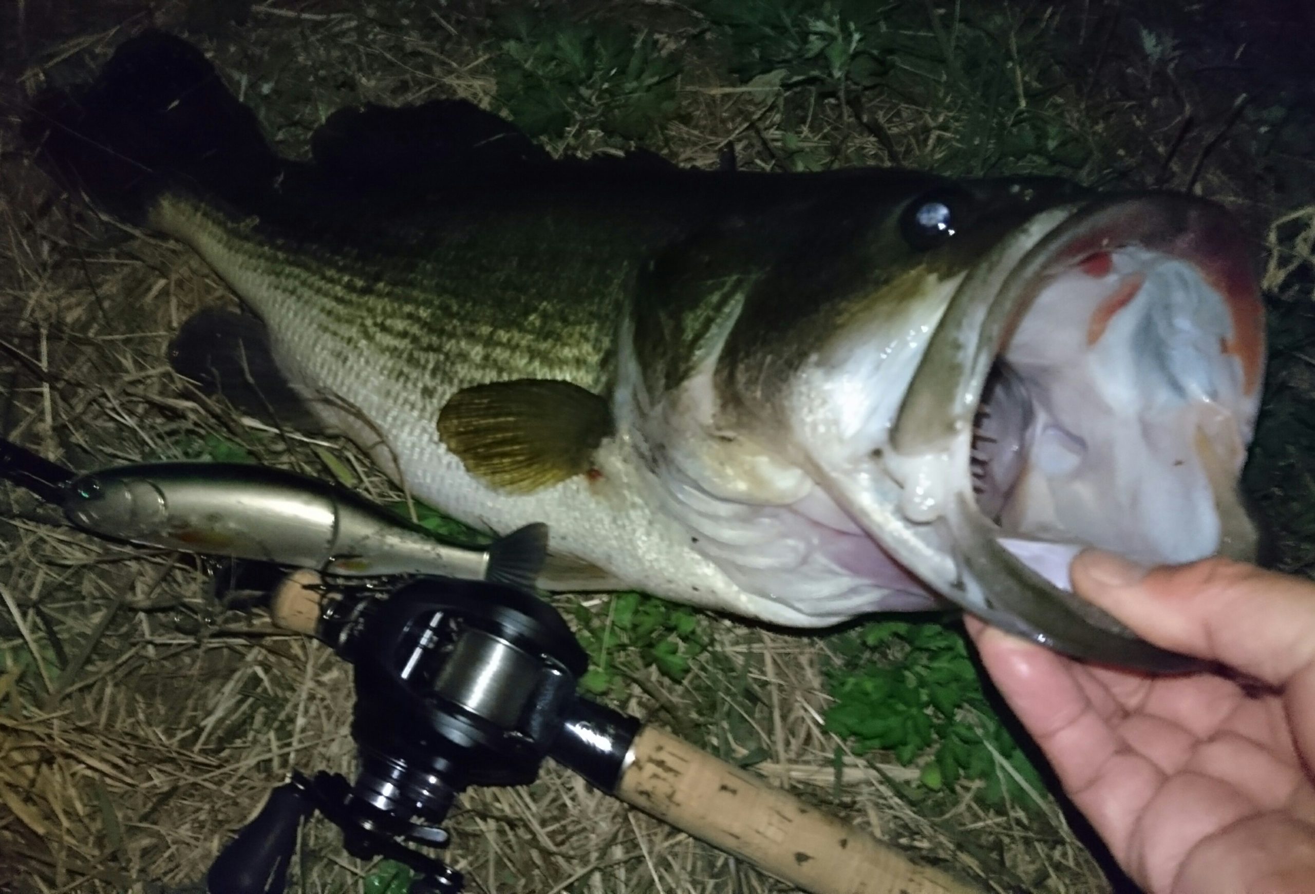 琵琶湖オカッパリ アンドロイド180でデカバス狩り その釣法とは 南湖東岸 友蔵freedom 気ままにバス釣りlife