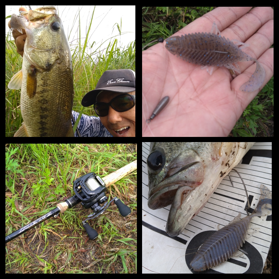 琵琶湖バス釣り 激シャロー攻め ザリガニ食いバスを狙う イマカツ 友蔵freedom 気ままにバス釣りlife