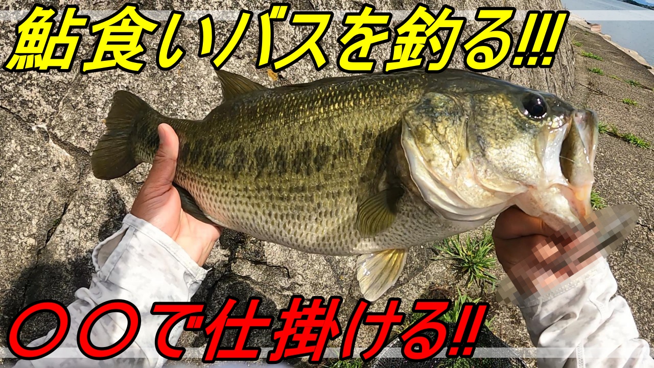 琵琶湖バス釣り 鮎食い見えバスの釣り方 教えます オカッパリ 友蔵freedom 気ままにバス釣りlife