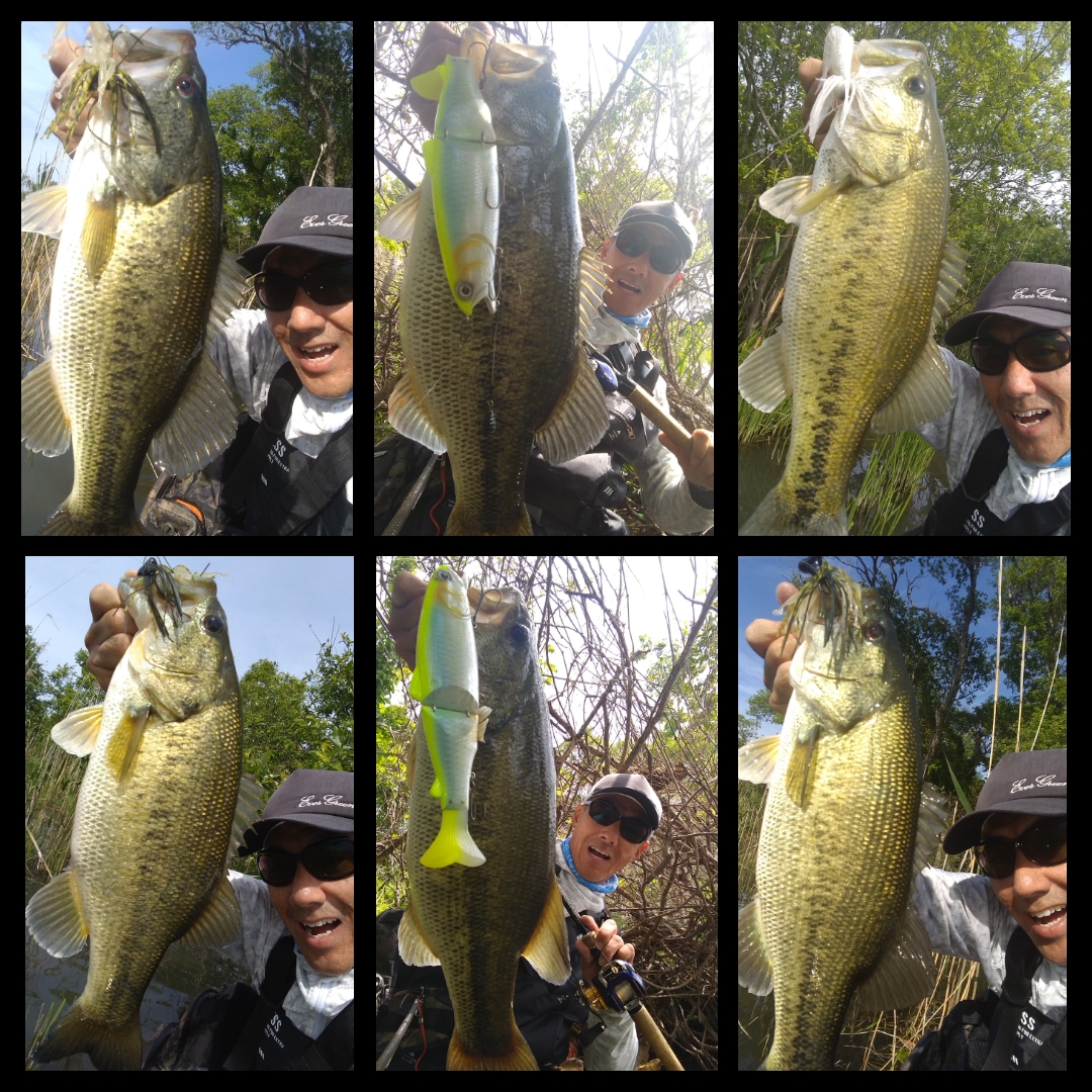 琵琶湖 北湖オカッパリ 6本9 オーバー捕獲 オカッパリ 友蔵freedom 気ままにバス釣りlife