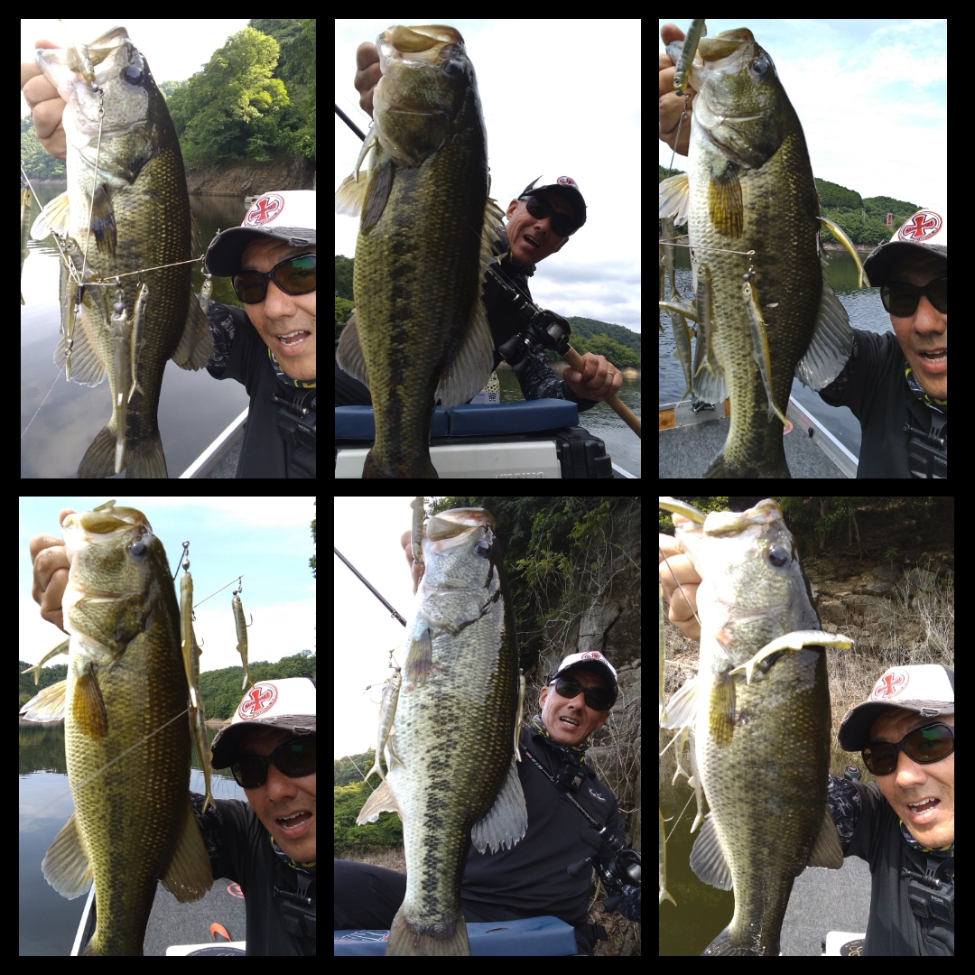 バス釣り ラッキークラフト ベビーシャッド50SP 3個セット バス釣り Amazon.co