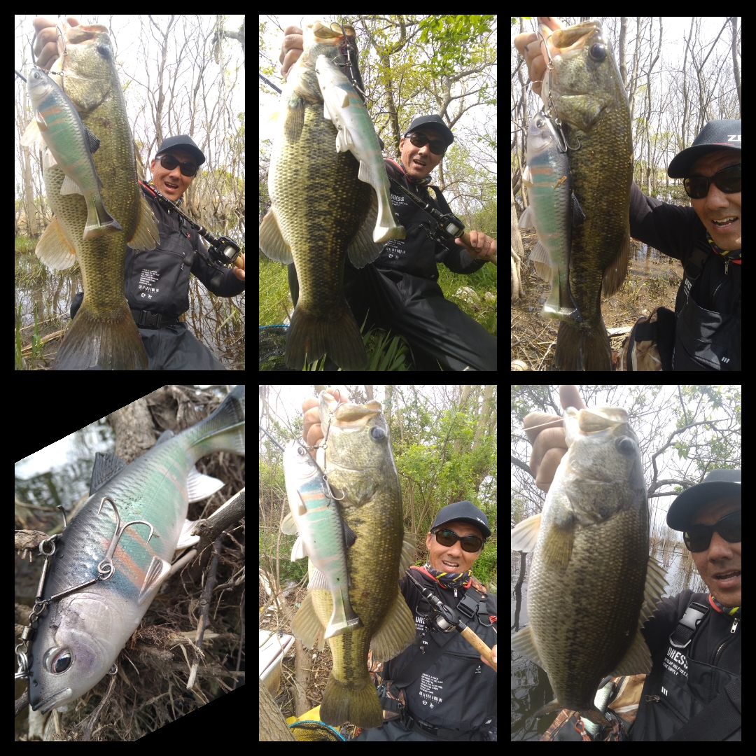 ☆【琵琶湖】北湖にて、レイジースイマー9が炸裂！！【オカッパリ